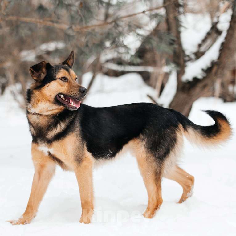 Собаки в Москве: Юстас Мальчик, Бесплатно - фото 2