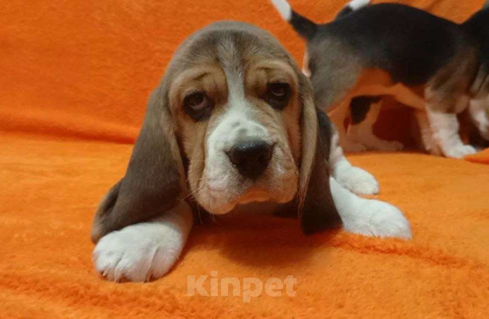 Собаки в Иркутске: Продаются щенки Бигля Девочка, 60 000 руб. - фото 1