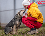 Собаки в других городах Московской области: Дружок - друг с хвостиком 🐾 Мальчик, Бесплатно - фото 8