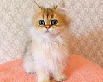 Кошки в Санкт-Петербурге: Золотой британчик Мальчик, 22 000 руб. - фото 7