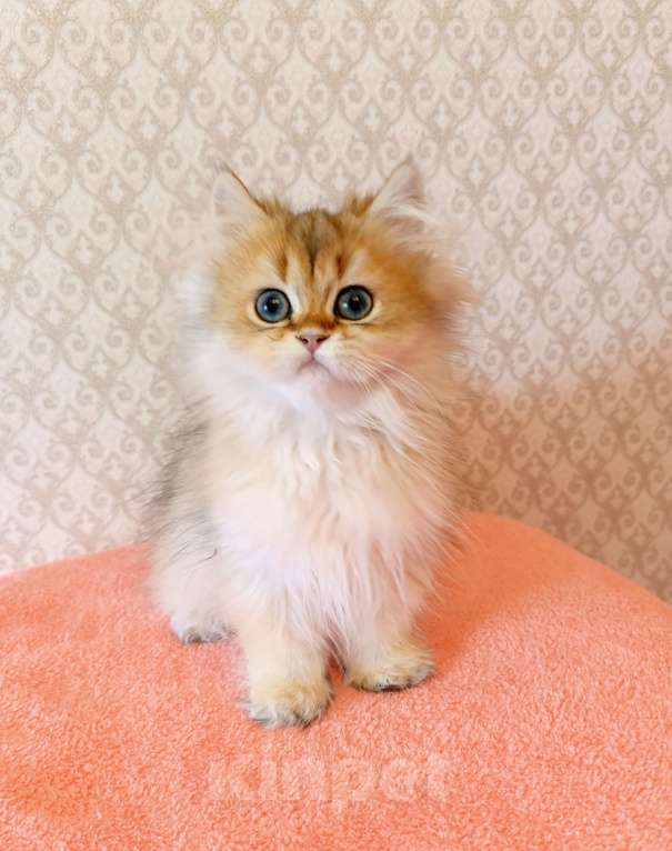 Кошки в Санкт-Петербурге: Золотой британчик Мальчик, 22 000 руб. - фото 7