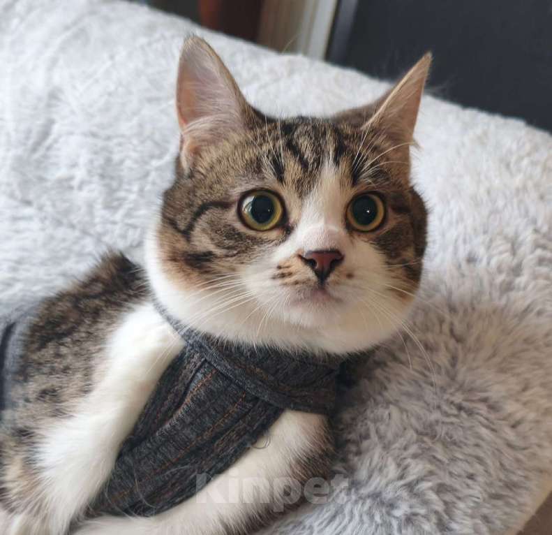 Кошки в Москве: Мега ласковая красотулечка Машенька мечтает о родной семье и доме Девочка, Бесплатно - фото 1