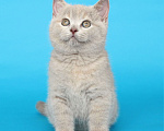 Кошки в Ульяновске: Британский котенок (кошечка) Девочка, 20 000 руб. - фото 5