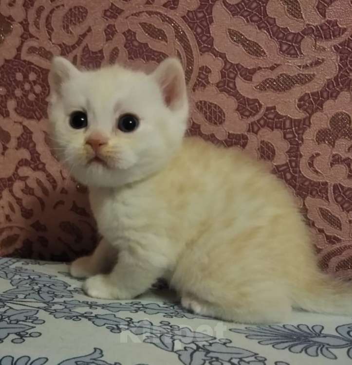 Кошки в Москве: Британские котята  Мальчик, 15 000 руб. - фото 3