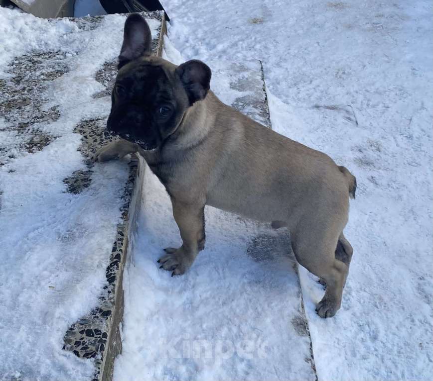 Собаки в Санкт-Петербурге: Шикарный мальчик французского бульдога Мальчик, 45 000 руб. - фото 6