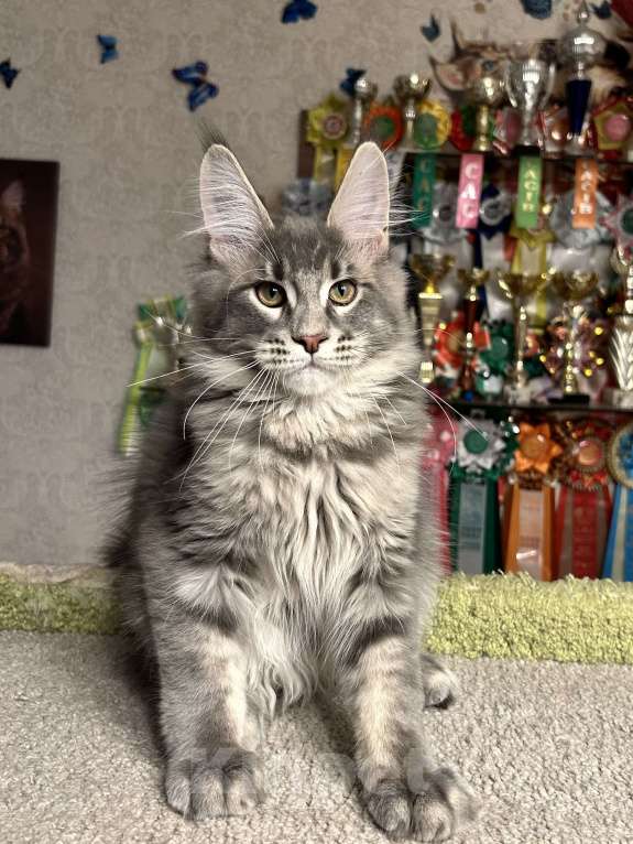 Кошки в Санкт-Петербурге: Кот мейн-кун Мальчик, 70 000 руб. - фото 2