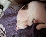 Кошки в Твери: Кота в добрые руки Мальчик, Бесплатно - фото 7
