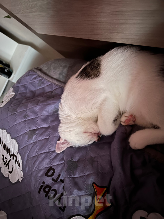 Кошки в Твери: Кота в добрые руки Мальчик, Бесплатно - фото 7