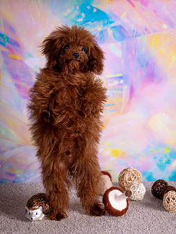 Амур микро мальчик той-пудель Тедди тикап