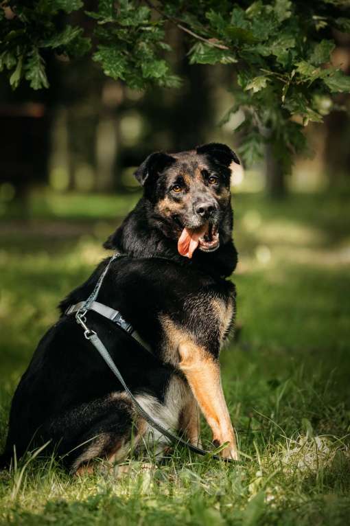 Собаки в Москве: Славный Майло ищет дом Мальчик, Бесплатно - фото 2