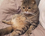 Кошки в Челябинске: Вислоухий котенок – истинный Мандарин! 🍊🐾 Мальчик, 5 000 руб. - фото 8