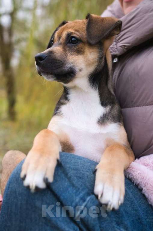 Собаки в Москве: Нала - нежность в двойном размере Девочка, Бесплатно - фото 6