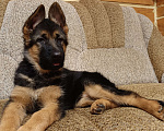 Собаки в Кемерово: Щенок немецкой овчарки Девочка, Бесплатно - фото 1