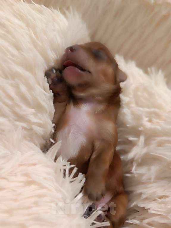 Собаки в Мытищах: Продажа Маленький руссаленок Мальчик, 70 000 руб. - фото 7