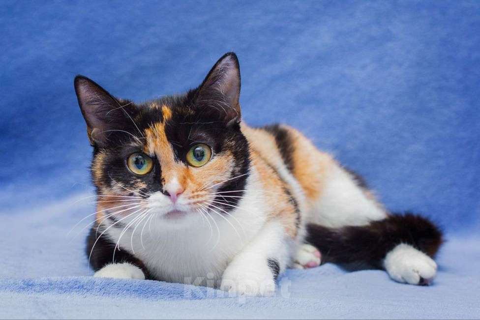 Кошки в Москве: Ириска грустит в клетке Девочка, Бесплатно - фото 2