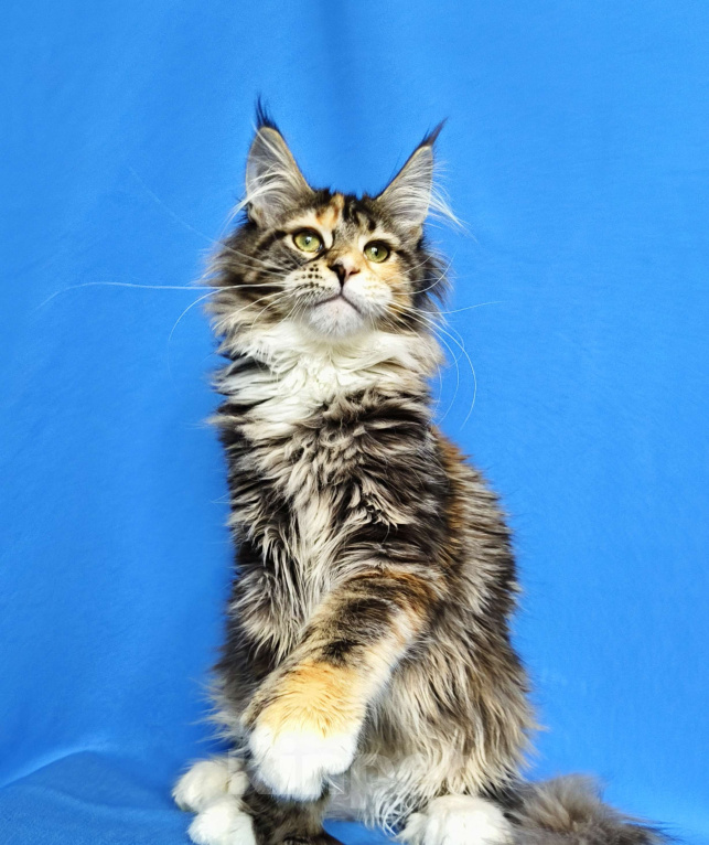 Кошки в Москве: Котёнок Мейн-кун полидакт Девочка, 80 000 руб. - фото 7