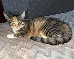 Кошки в Москве: Маленькое солнышко, милейший котенок Лапушка в добрые руки Девочка, Бесплатно - фото 3