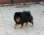 Собаки в Краснодаре: Вязка шпица, 5 000 руб. - фото 3