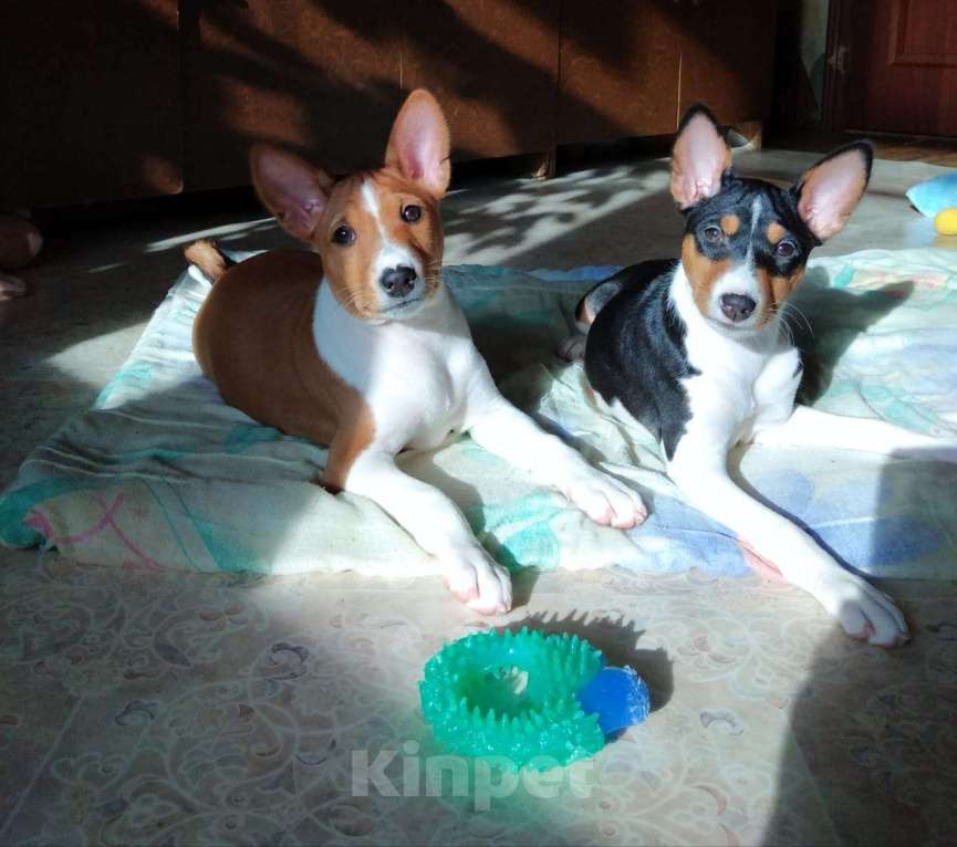 Собаки в Москве: Очаровательный малыш Басенджи Мальчик, 90 000 руб. - фото 4