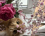 Кошки в Астрахани: Рыжий котик Мальчик, Бесплатно - фото 3