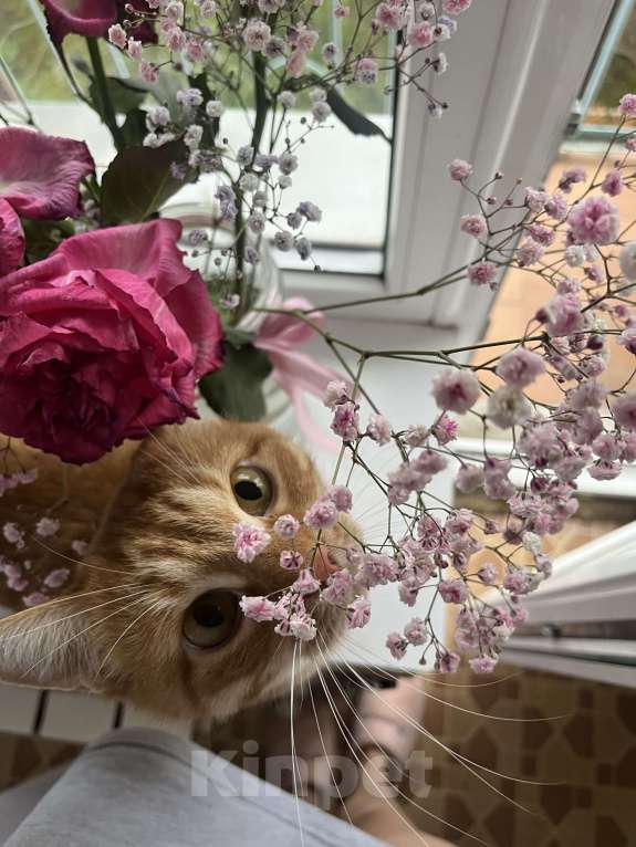 Кошки в Астрахани: Рыжий котик Мальчик, Бесплатно - фото 3