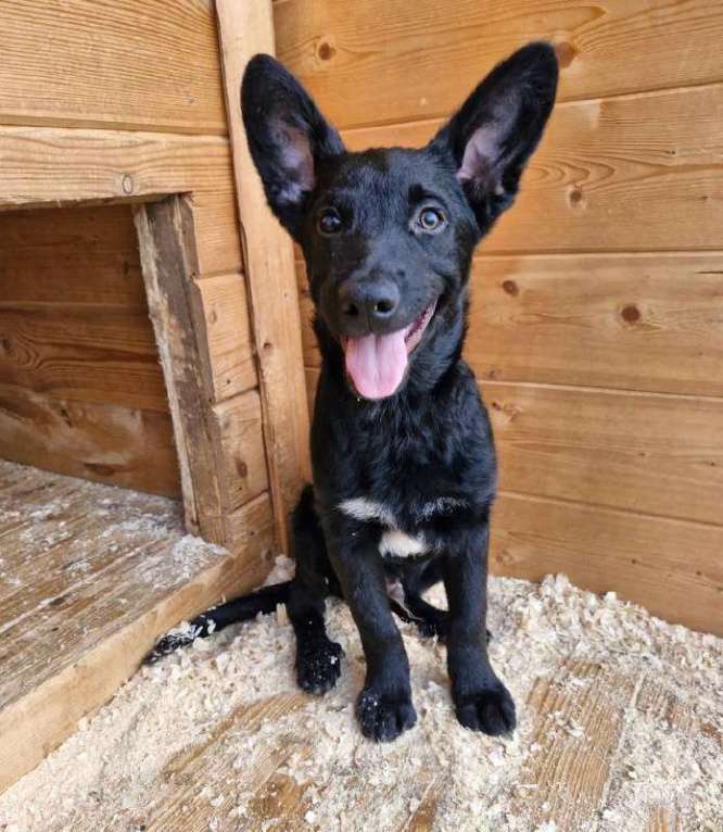 Собаки в Москве: Бывшедомашний малыш ищет дом! Мальчик, Бесплатно - фото 6