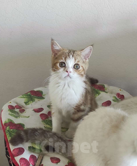 Кошки в Москве: Шотландская короткошерстная девочка Девочка, 25 000 руб. - фото 2