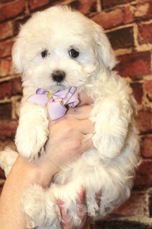 Собаки в Люберцах: ЩЕНОК МАЛЬТИПУ Мальчик, Бесплатно - фото 3