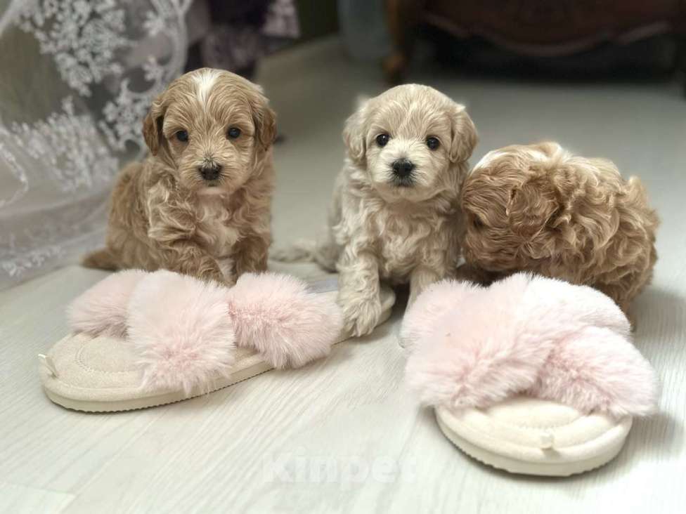 Собаки в Воронеже: Мальтипу мини  Мальчик, 100 000 руб. - фото 2