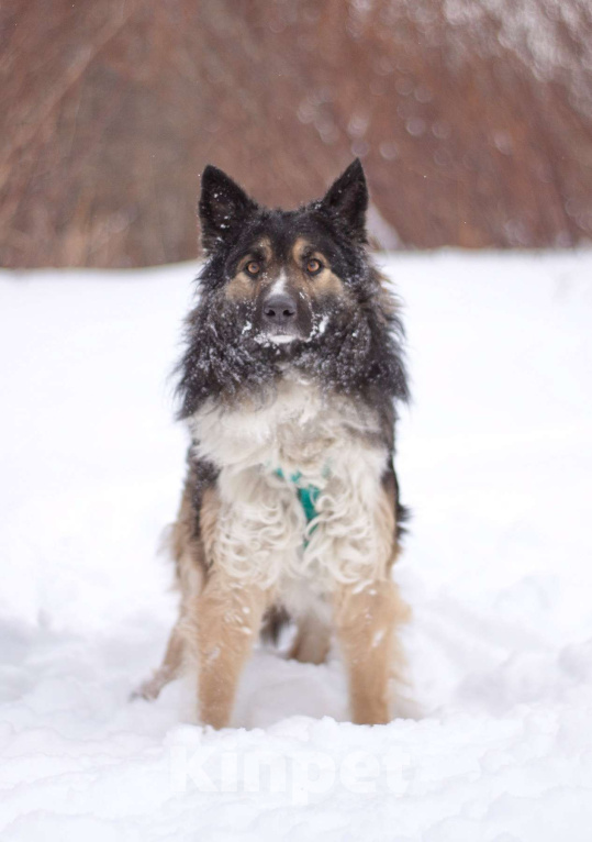Собаки в Москве: Бархотный аристократ Буши в поисках дома Мальчик, Бесплатно - фото 2