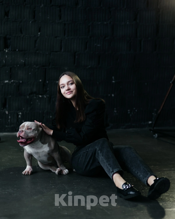 Собаки в Ижевске: АМЕРИКАНСКИЙ БУЛЛИ КОБЕЛЬ ВЯЗКА  Мальчик, 60 000 руб. - фото 4