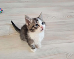 Кошки в Санкт-Петербурге: Котенок девочка Девочка, Бесплатно - фото 3