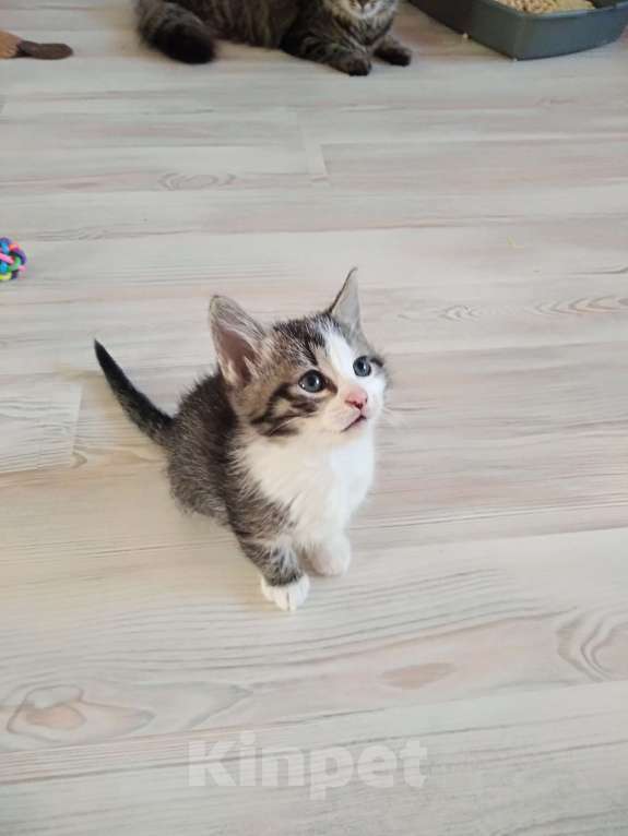 Кошки в Санкт-Петербурге: Котенок девочка Девочка, Бесплатно - фото 3