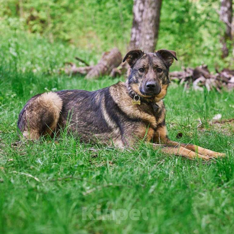 Собаки в Москве: Зита Девочка, Бесплатно - фото 3