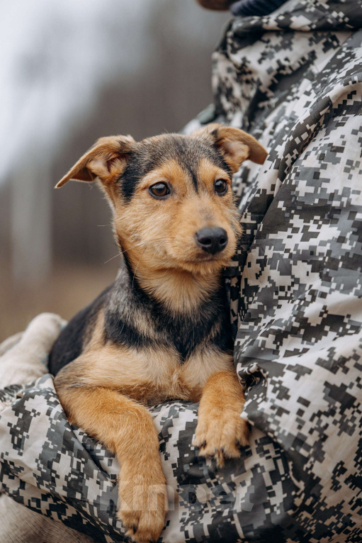 Собаки в Москве: Малышка из приюта ищет дом Девочка, Бесплатно - фото 3