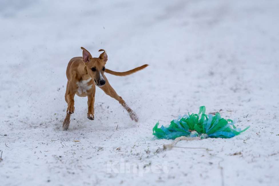 Собаки в Кубинке: Щенок уиппета Мальчик, 50 000 руб. - фото 1