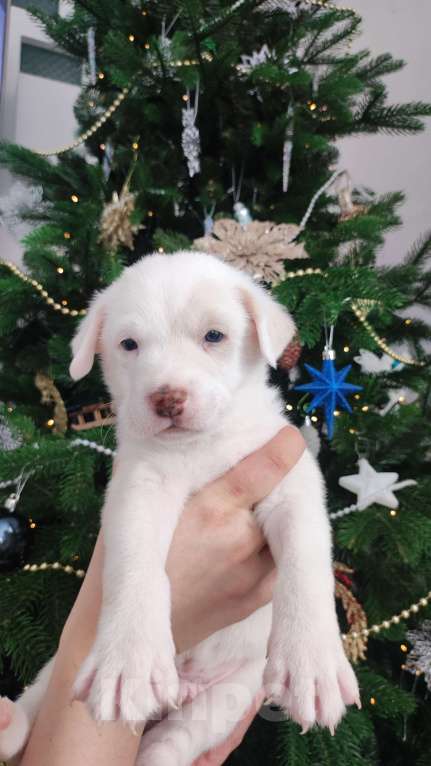 Собаки в Липецке: Бордер колли митис (Мишка) Мальчик, 15 000 руб. - фото 1