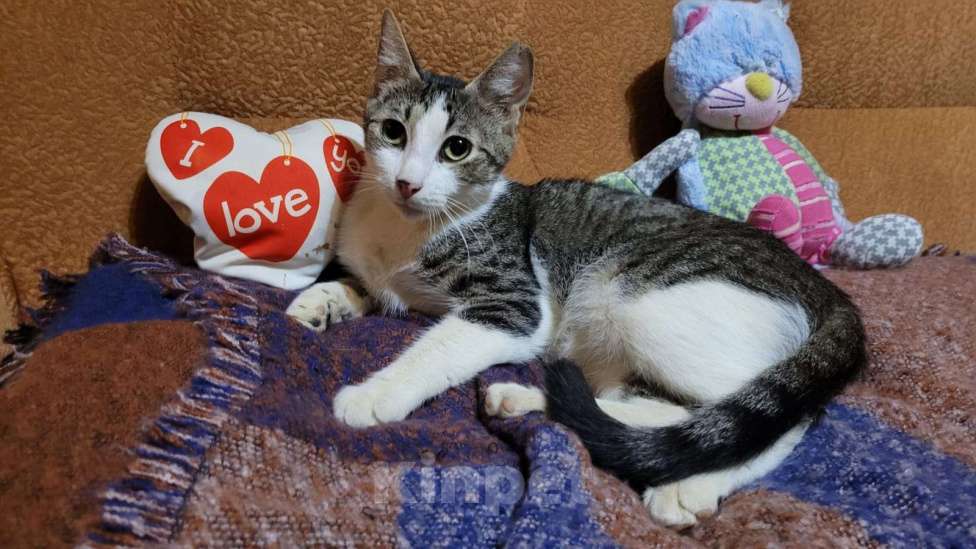 Кошки в Санкт-Петербурге: Милая кошечка доброму человеку Девочка, Бесплатно - фото 2