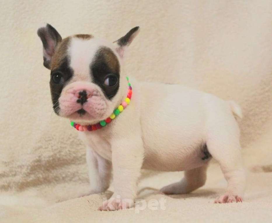 Собаки в Москве: Очаровательная француженка Девочка, 130 000 руб. - фото 6