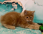 Кошки в Новосибирске: Котята-апельсинчики Мальчик, 25 000 руб. - фото 5