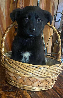 Щенок Шанель 2 месяца ищет дом