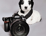 Собаки в Краснодаре: Испанская водяная собака щенки Мальчик, 150 000 руб. - фото 3