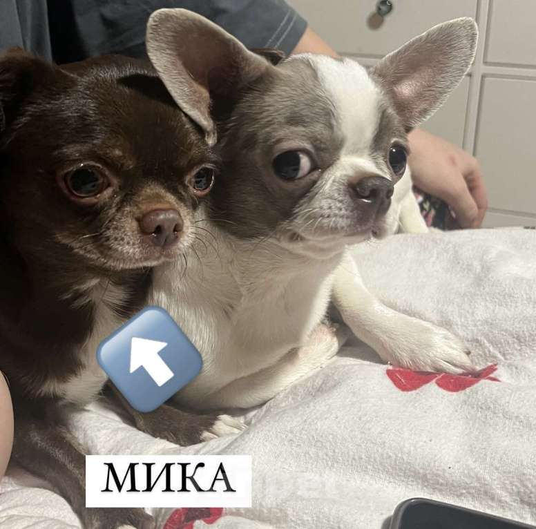 Собаки в Реутове: ПРОПАЛА СОБАКА В РЕУТОВЕ Девочка, 10 000 руб. - фото 2