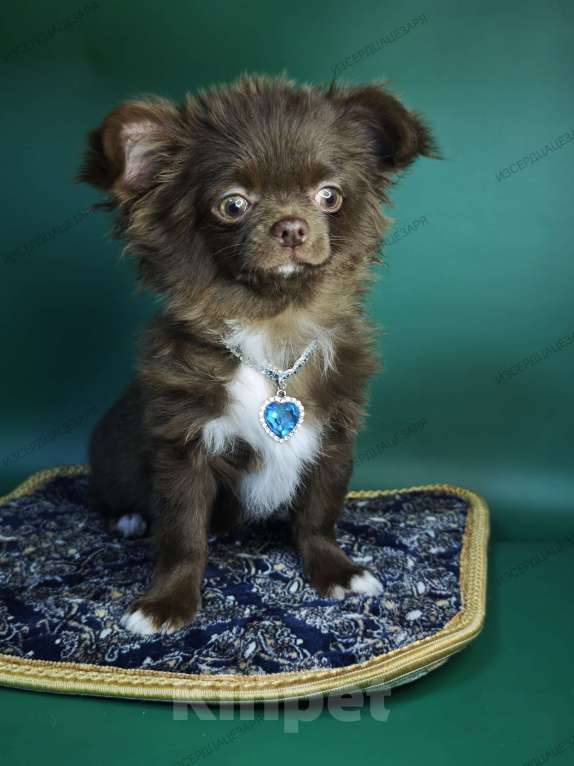 Собаки в Москве: Шоколадный мальчик Мальчик, Бесплатно - фото 5