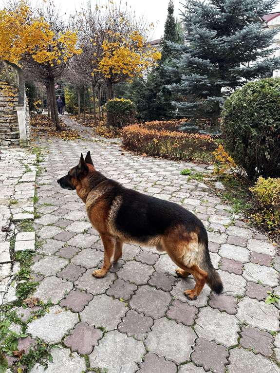 Собаки в других городах Московской области: Вязка,кобель,немецкая овчарка  Мальчик, 1 000 руб. - фото 5