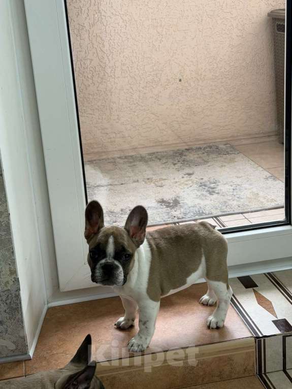 Собаки в Сочи: Продаются Щенки Французкого Бульдога Девочка, 35 000 руб. - фото 6