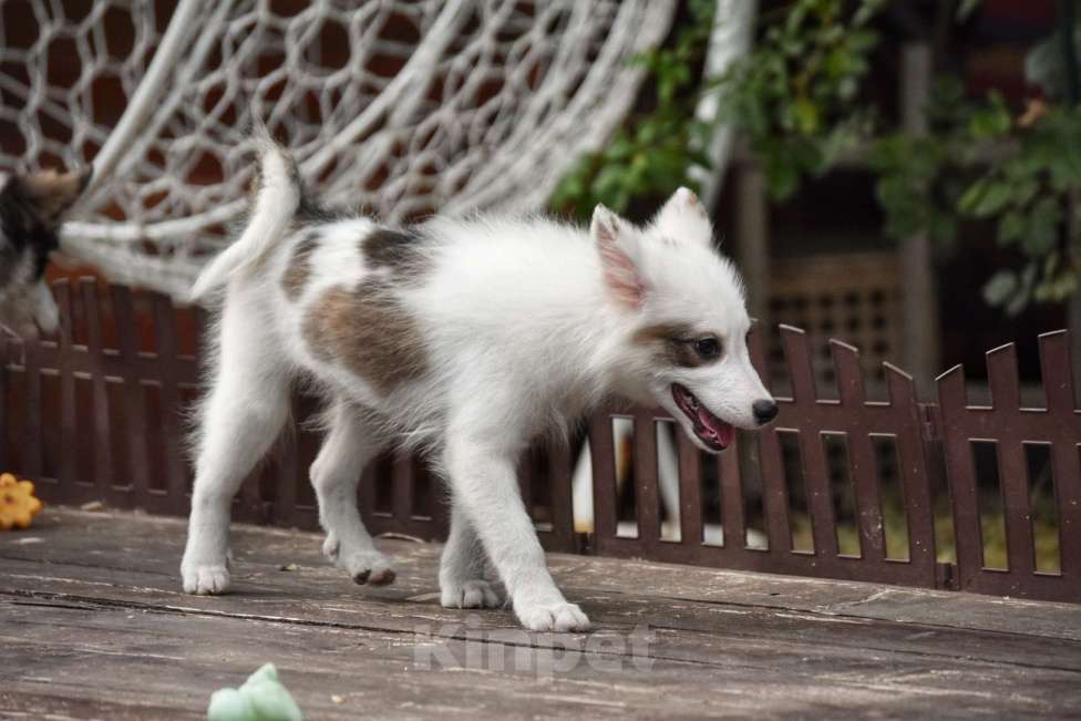 Собаки в Москве: Ненецкая оленегонная лайка. Сука Аврора. Девочка, 60 000 руб. - фото 6