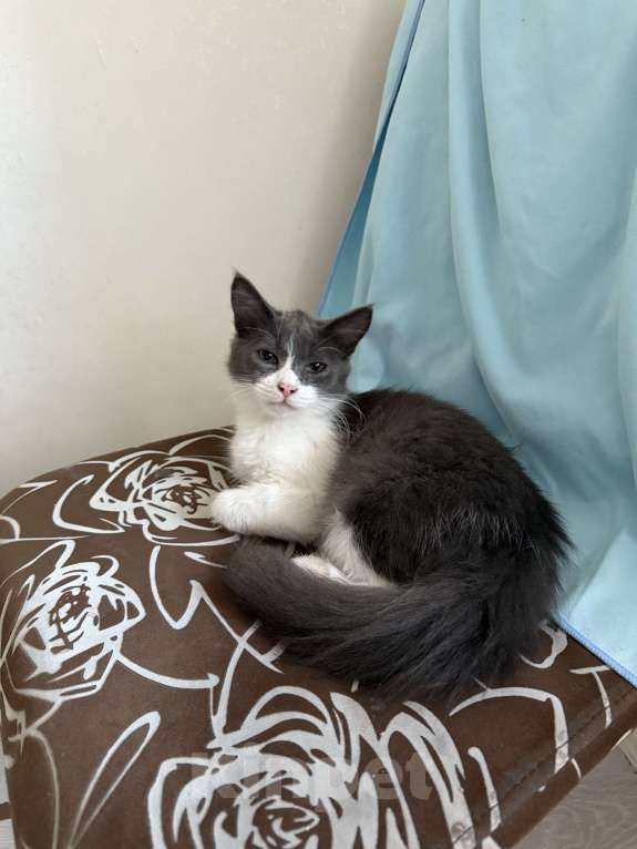 Кошки в Ставрополе: Мальчики пушистики Мальчик, 10 руб. - фото 7