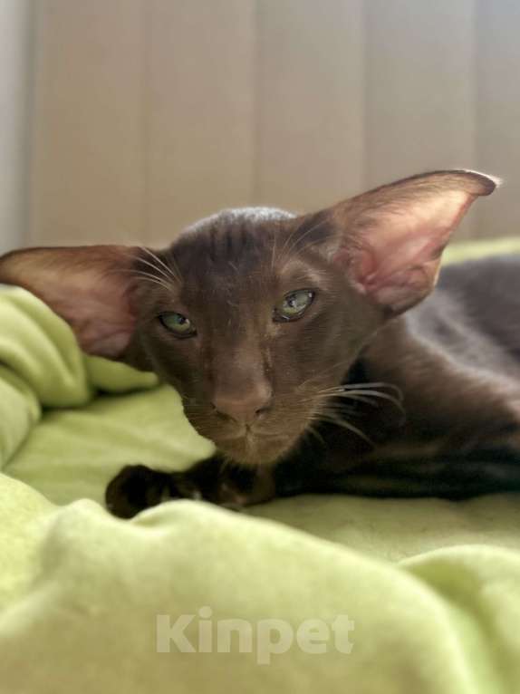 Кошки в Санкт-Петербурге: Котик шоколадного окраса Мальчик, Бесплатно - фото 2