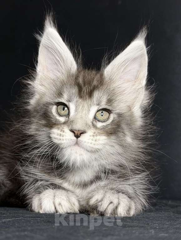 Кошки в других городах Московской области: Любознательная красотка Девочка, 30 000 руб. - фото 3